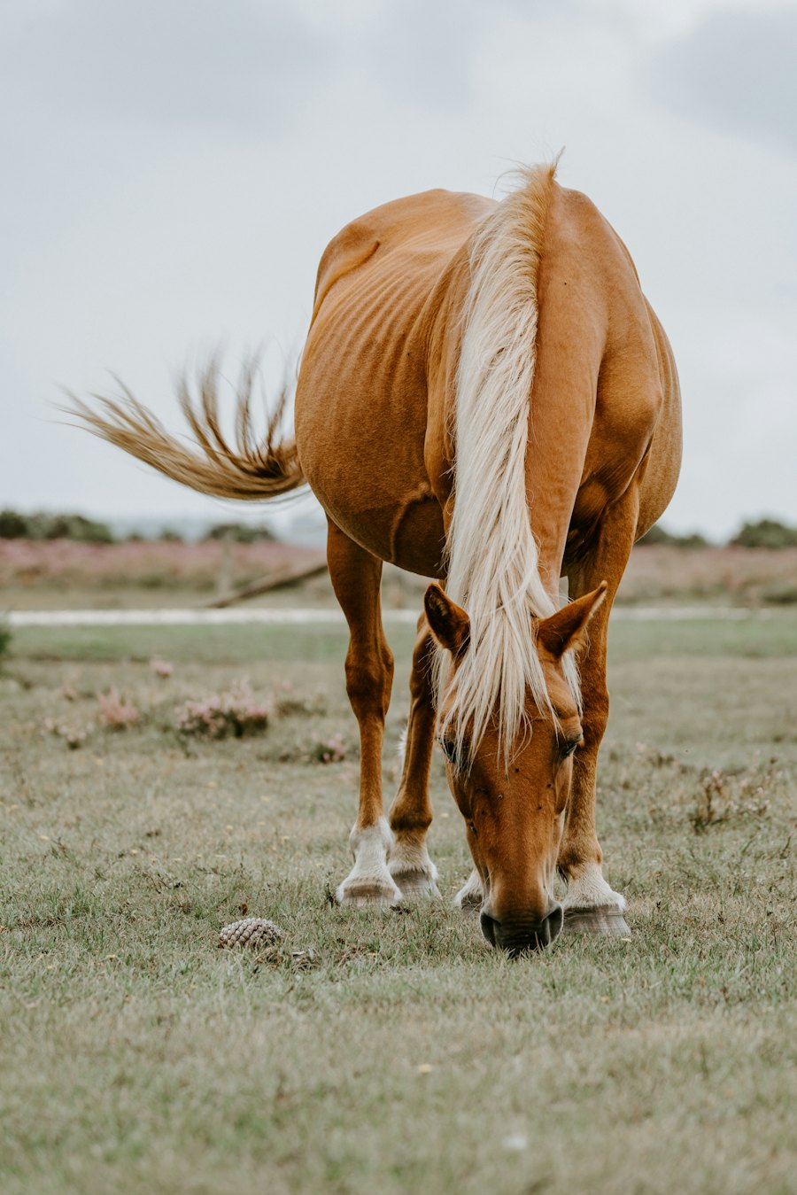 Grasendes Pferd